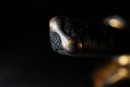 Antique Japanese Sword Wakizashi NBTHK signed by Hatakeyama Masamitsu, Edo Period — Tamahagane